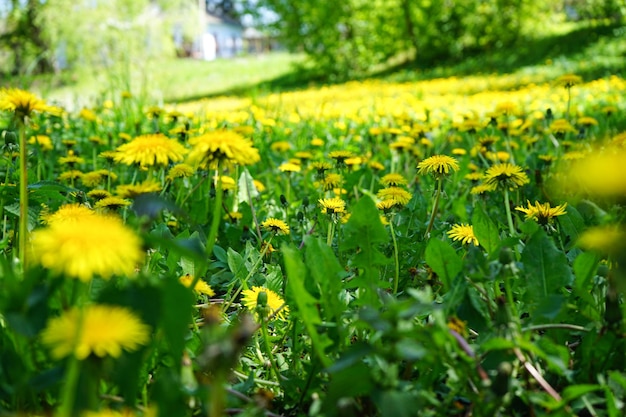 Fond naturel Pissenlits en fleurs dans le parc de printemps libre