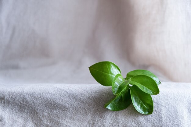 Fond naturel pour les produits écologiques. Linge de maison, plante verte, podium. Concept éco