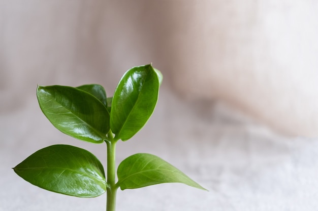 Fond naturel pour les produits écologiques. Linge de maison, plante verte, podium. Minimaliste