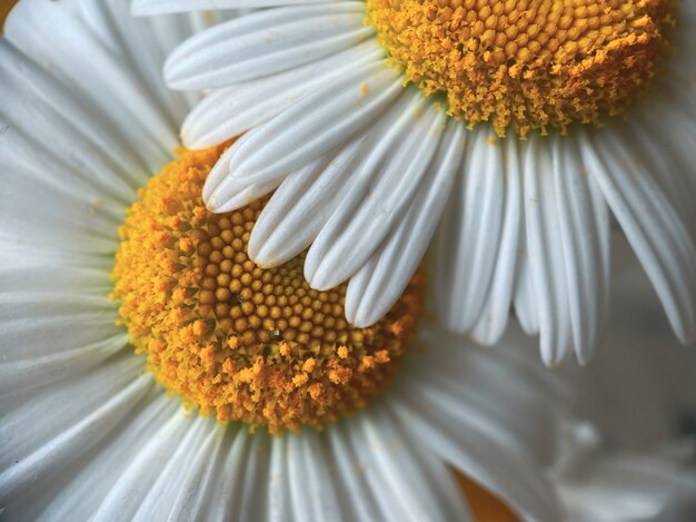 Fond naturel pour vos projets de fleurs de camomille blanche. Concept de beauté naturelle.