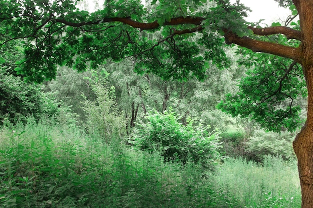 Fond naturel de printemps en couleur verte Forêt avec arbres Photo de haute qualité