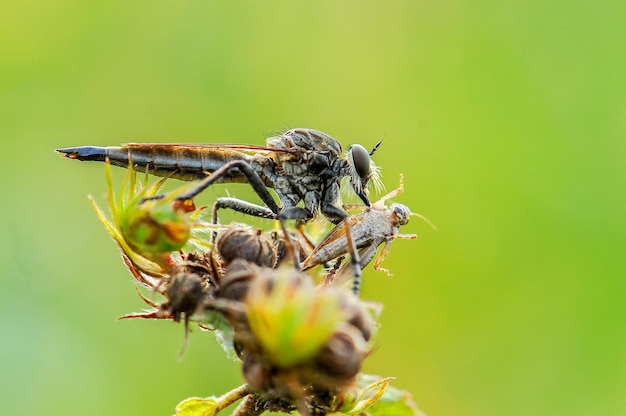 Fond naturel de proie Robberfly