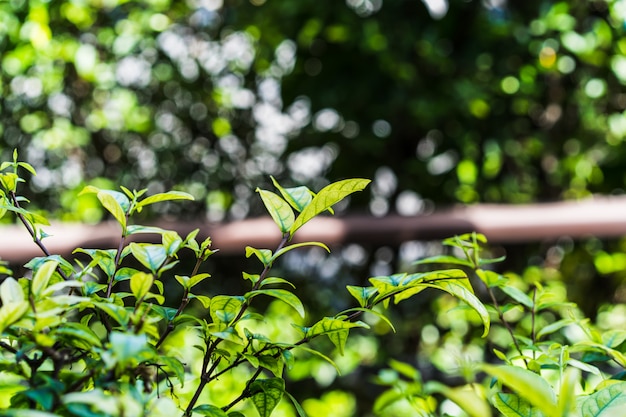 Fond naturel de style abstrait flou vert clair