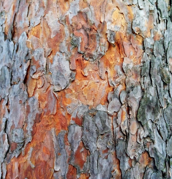 Fond naturel de texture d'écorce de pin