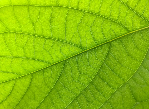 Photo fond naturel texture de feuille verte papier peint vert vif