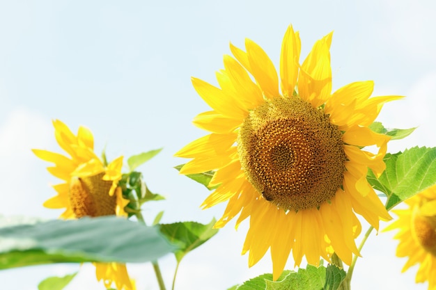 Fond naturel de tournesol. Les tournesols fleurissent. Tournesol en gros plan