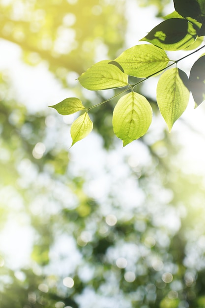 Fond naturel vert, fond de verdure