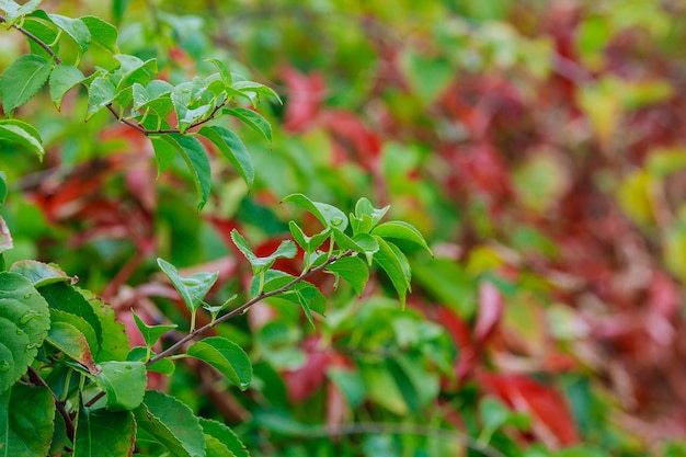 Fond naturel vert avec mise au point sélective