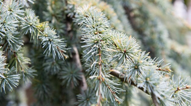 Fond naturel vert sapin ou cône de pin