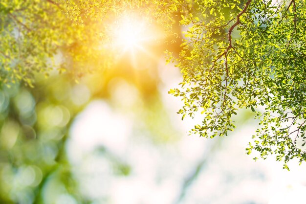 Photo fond naturel vert avec le soleil qui brille