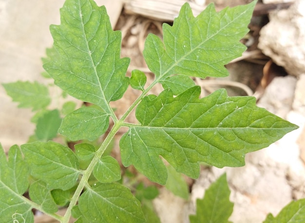 Le fond naturel vert