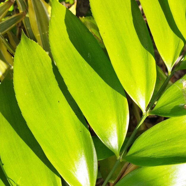 Le fond naturel vert