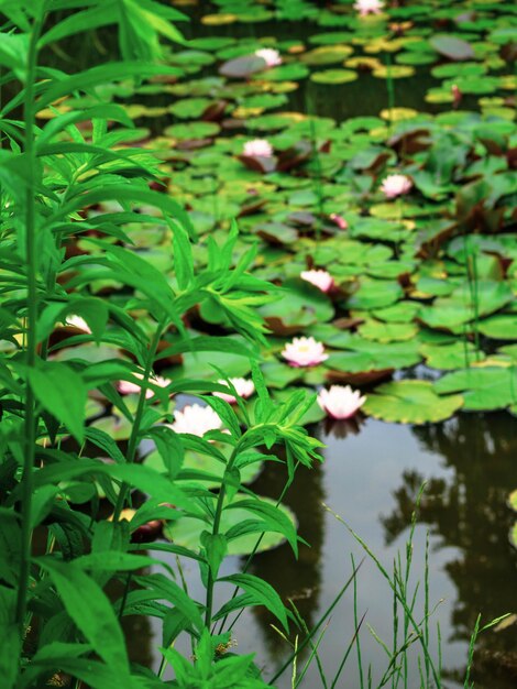 Fond de nénuphar Nénuphar avec des feuilles vertes dans l'étang Link blossomSummer background