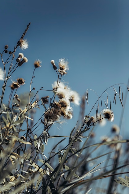 fond neutre de fleurs séchées