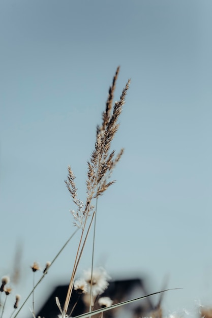 fond neutre de fleurs séchées