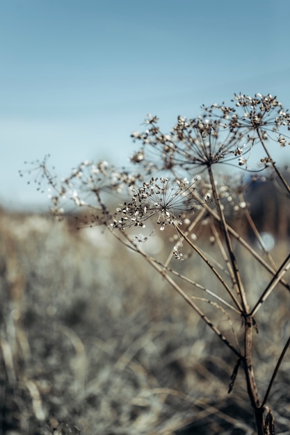 fond neutre de fleurs séchées