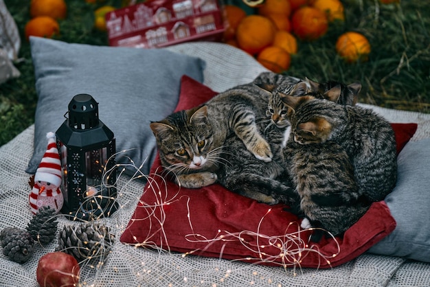 Fond de Noël avec des bougies confortables oranges et chats