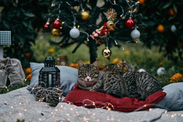 Fond de Noël avec des bougies confortables oranges et chats