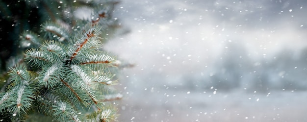 Fond de Noël avec branche d'épinette sur fond de forêt pendant les chutes de neige, panorama