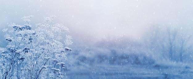 Fond de Noël et du nouvel an avec des plantes couvertes de neige et de givre dans la forêt le matin lors d'une chute de neige