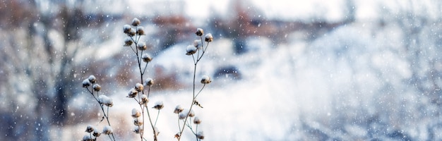 Fond de Noël et du nouvel an avec des plantes enneigées lors d'une chute de neige. Vue hivernale atmosphérique, neige