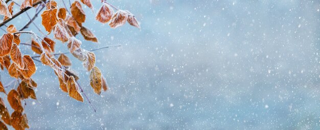 Fond de Noël d'hiver avec des feuilles sèches sur une branche d'arbre sur un arrière-plan flou lors d'une chute de neige, panorama, espace de copie