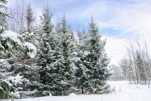 Fond de Noël avec des sapins enneigés. Arbres couverts de neige dans la forêt d'hiver. Paysage d'hiver.