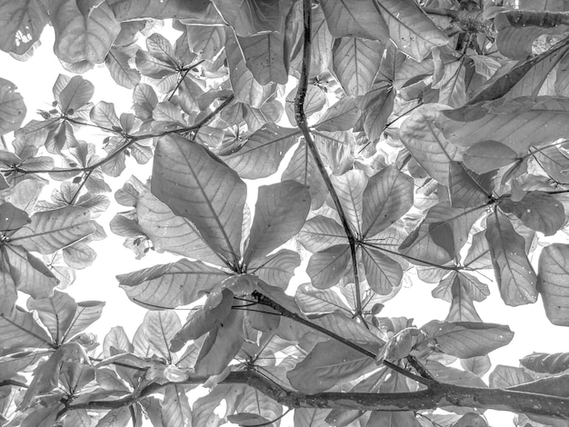 Fond noir et blanc feuilles