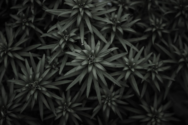 Un fond noir avec un bouquet de plantes vertes et le mot " dessus "