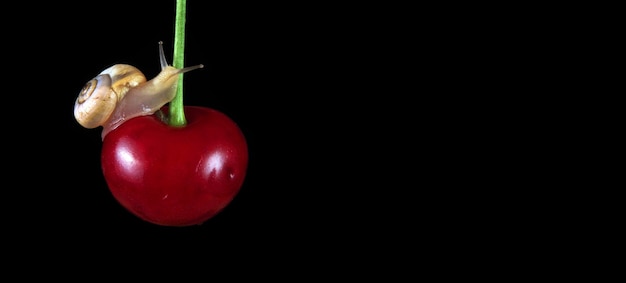 Photo fond noir avec un fruit rouge dessus