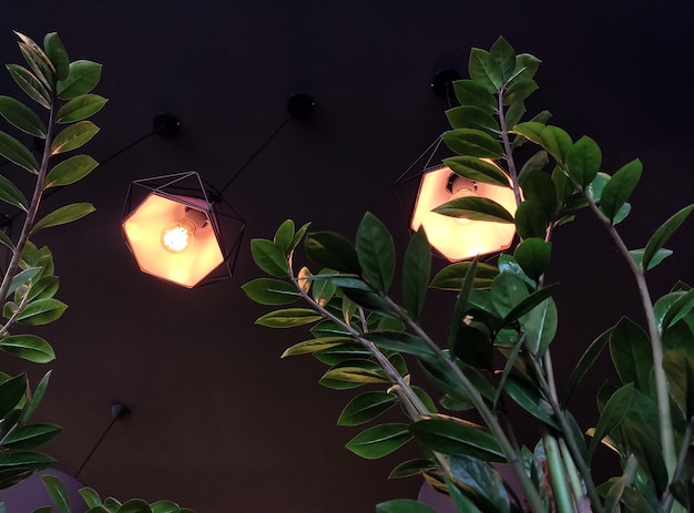 fond noir avec un lustre au plafond et des plantes vertes Zamioculcas