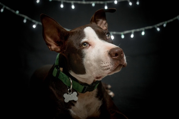 Fond noir de Noël Pitbull