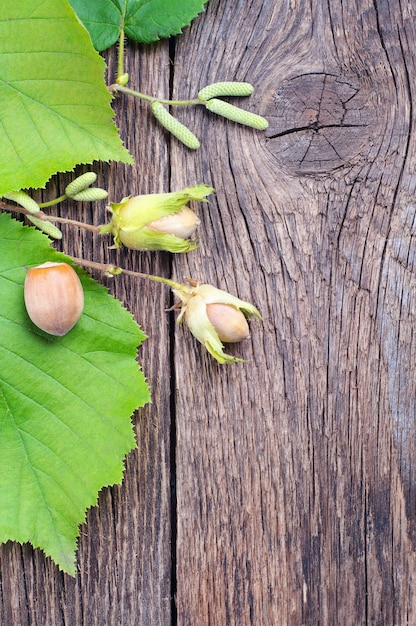 Fond avec des noisettes et des feuilles d'arbres