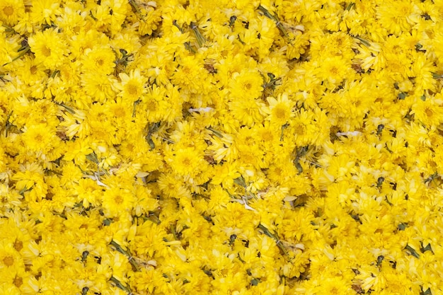 Fond de nombreuses fleurs jaunes sans texture transparente de tiges
