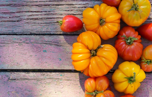 Fond de nourriture de récolte d'automne Légumes de la ferme biologique sur fond de bois Tomates jaunes mûres fraîches