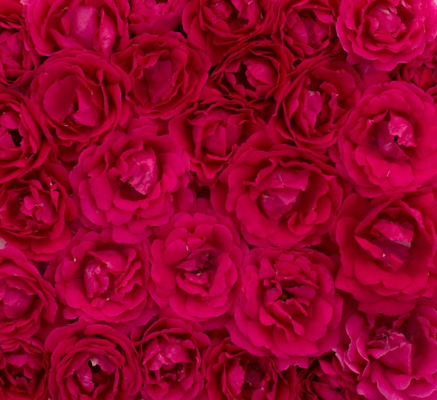 Fond d'une nuance de couleur rouge de roses