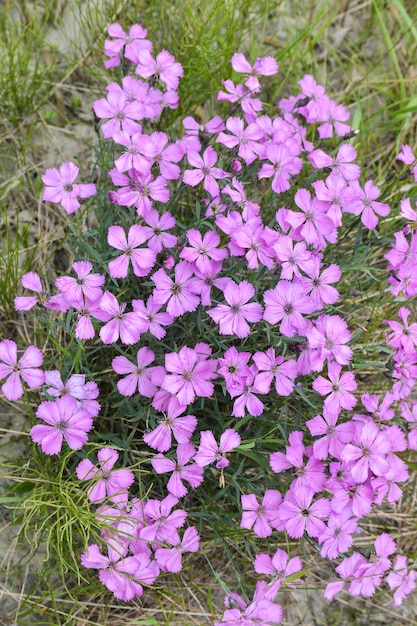 Fond d'oeillets sauvages