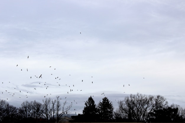 Fond avec des oiseaux qui volent des arbres