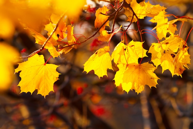 Photo fond d'or et de feuilles d'automne rouges