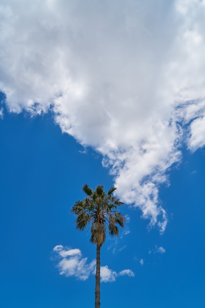 Fond de palmier et ciel