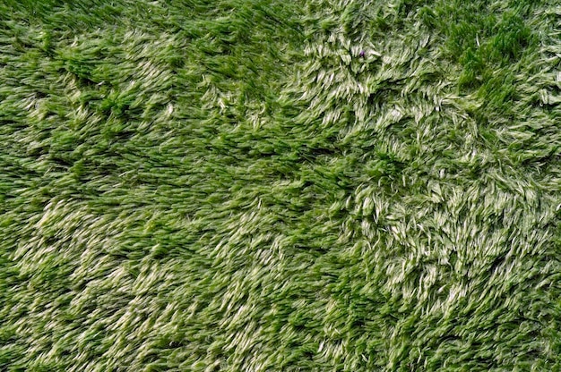 Fond et papier peint de texture de tapis vert clair