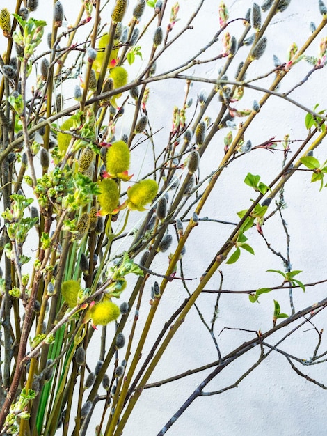 Fond de Pâques avec branche de saule et brindilles colorées