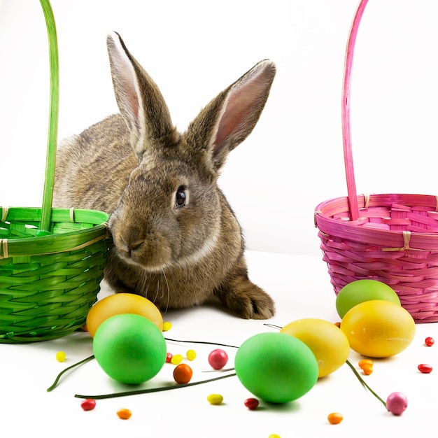 Fond de Pâques, lapin de Pâques gris