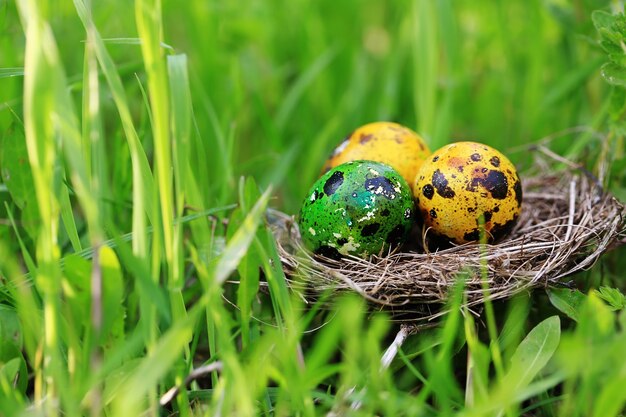 Fond de Pâques avec un nid avec un oeuf peint dans l'herbe