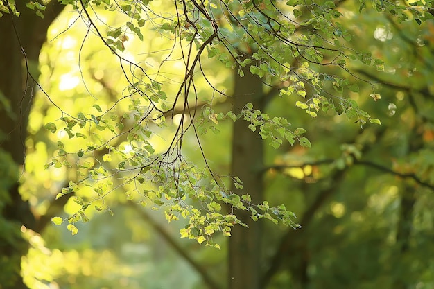 fond de parc d'été / feuilles vertes d'arbres de nature, vue d'été de fond abstrait