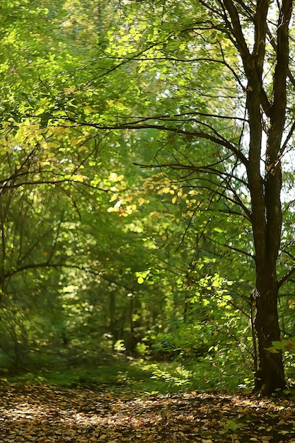 fond de parc d'été / nature arbres feuilles vertes, vue d'été de fond abstrait