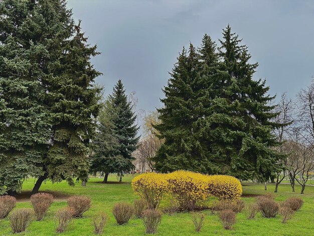 fond de parc en fleurs