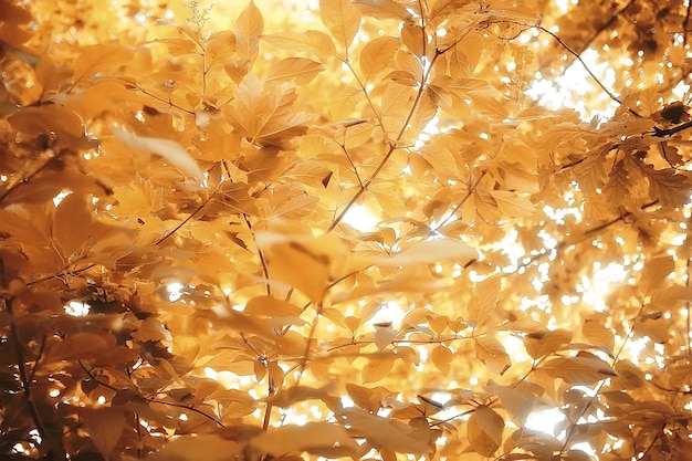 fond de parc jaune d'automne, vue floue abstraite des arbres et des feuilles jaunes