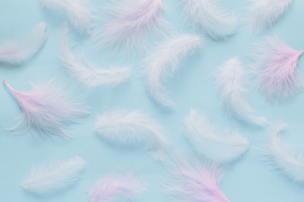 Fond pastel doux avec des plumes.