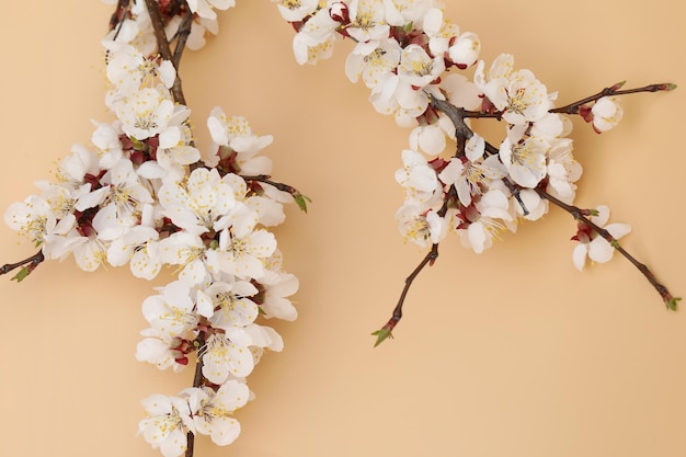 fond pastel avec fleur blanche d'abricot et espace de copie